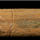 Image for article titled Before Whale Falls, There Were Ichthyosaur Falls